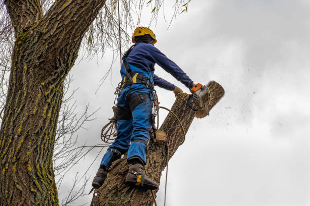 Best Arborist Consultation Services  in Harwich Center, MA